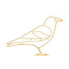 Animals Songbirds Common Raven Line Art Svg Vector, Free Vectors File